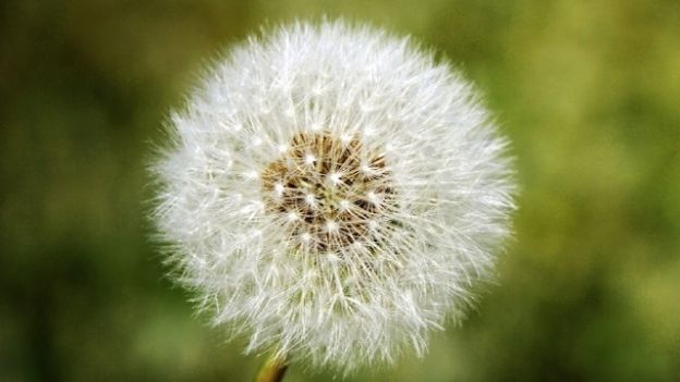 Dopo il maltempo sono già scoppiate le allergie