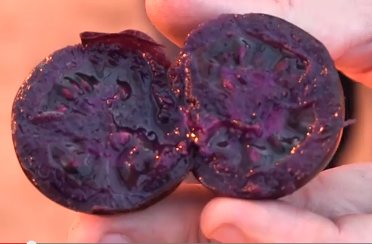 pomodoro-viola-1