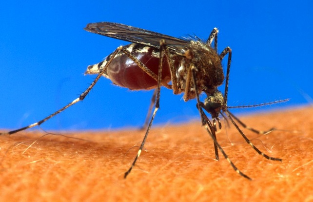 Come si sconfigge la malaria? Decimando le zanzare (e i bambini africani). La “mosquito week” di Bill Gates