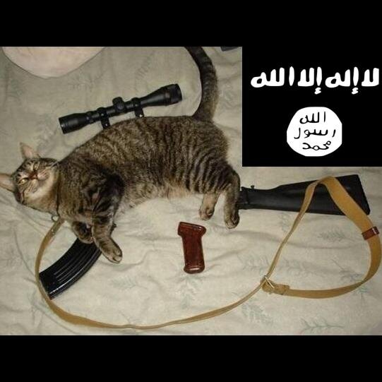isilcats-1
