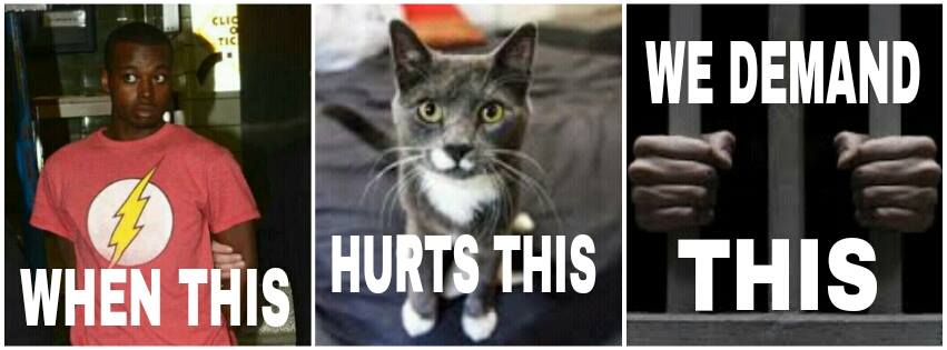 gatto-king
