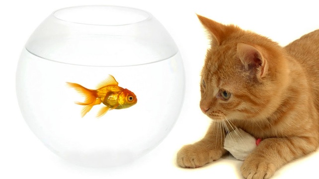 gatto-pesce
