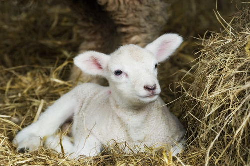 agnello-shutterstock_72053977