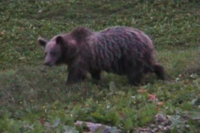 Per gli animalisti, l’uomo quasi ucciso in Trentino «non è vittima dell’orso, ma della carenza di informazioni»