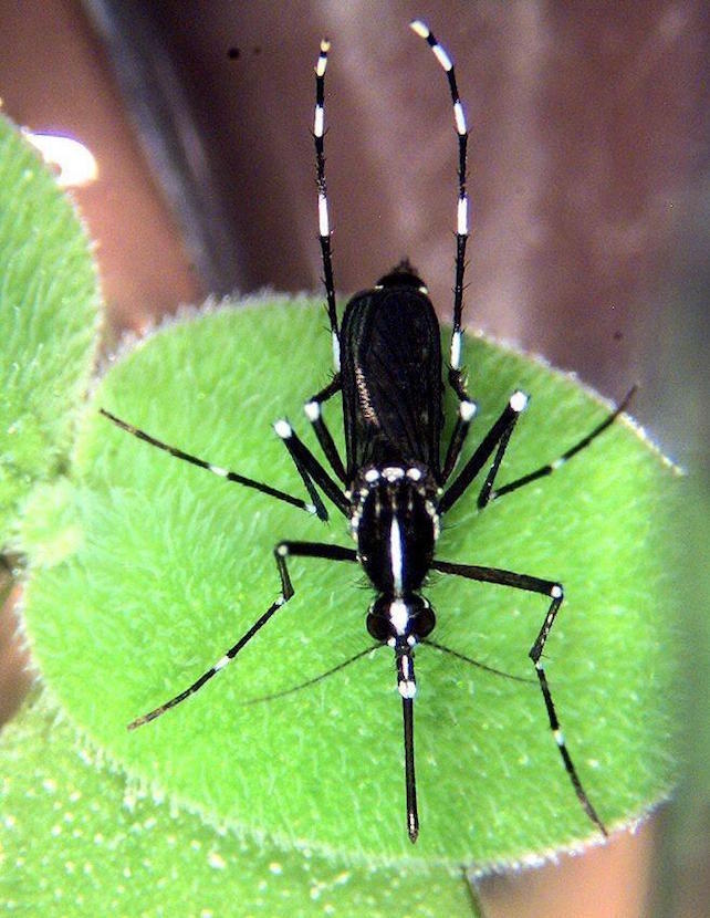 Virus Zika, cosa sappiamo finora