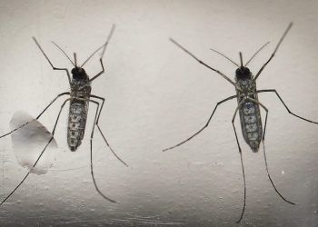 epa05163158 A photo made available 15 February 2016 dated shows a mosquito 'Aedes aegypti', that transmit the Zika virus, in a laboratory in San Salvador, El Salvador, on 07 February 2016. The Salvadorean Ministry of Tourism announced on 15 February 2016 the implementation of an action plan to protect tourists of the mosquito and the certification of the touristic zones frequently visited.  EPA/OSCAR RIVERA