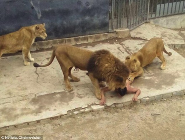 Entra nudo nella gabbia dei leoni: vivo per miracolo. Animalisti contro i custodi: «Dovevano lasciarglielo per cena»