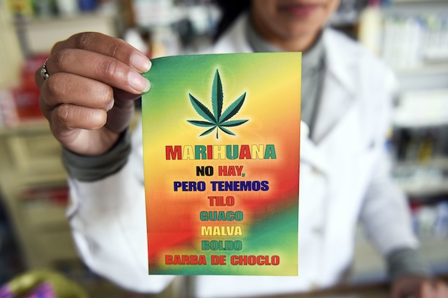 Prima di rendere legale la marijuana in tabaccheria, guardate cosa accade in Uruguay