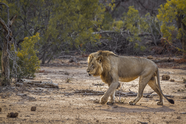 Ogni mattina un Masai si alza e incomincia a rincorrere un leone