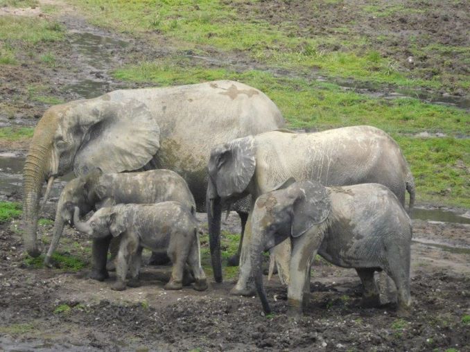 Grandi elefanti, piccoli pigmei e missionari preziosi come diamanti