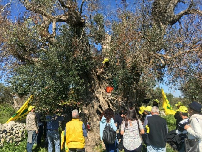 Xylella, storia di un contagio mediatico giudiziario