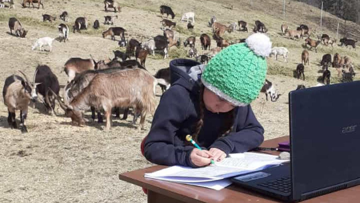 Fiammetta a lezione in Dad sui monti con pc e caprette
