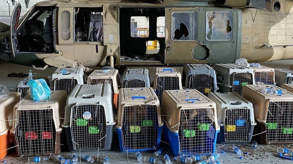 Cani abbandonati dagli Usa in Afghanistan