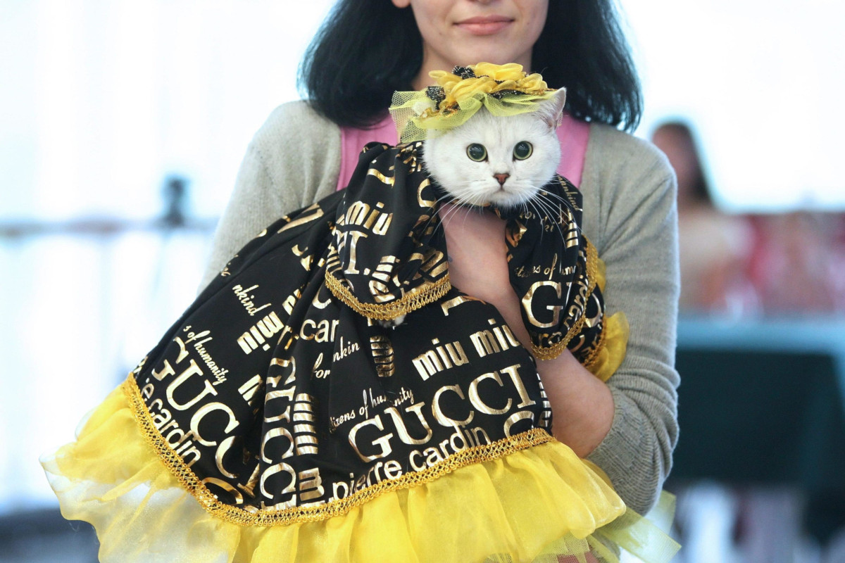 Una donna mostra il suo gatto a una sfilata di moda felina