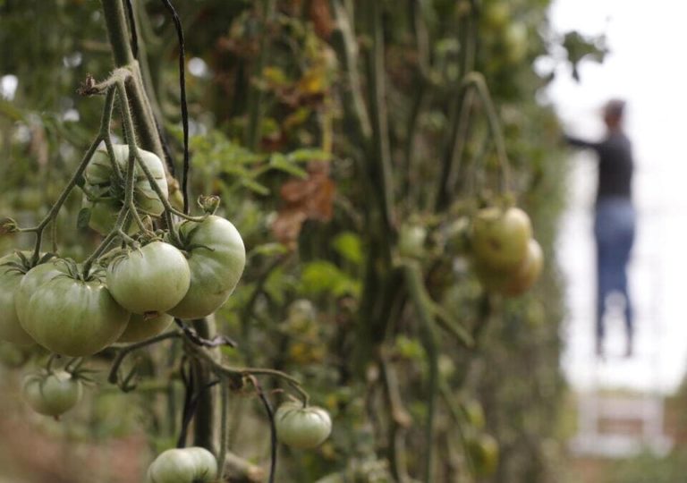 C’è sempre qualcosa di inaudito nel dolore. Lo conferma anche il pomodoro