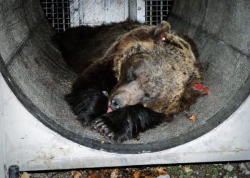 L'orsa Jj4, sospettata di avere attaccato e ucciso il runner Andrea Papi il 5 aprile scorso in val di Sole, Trentino, in una foto del 2020, quando le fu messo il radiocollare (foto Ansa)