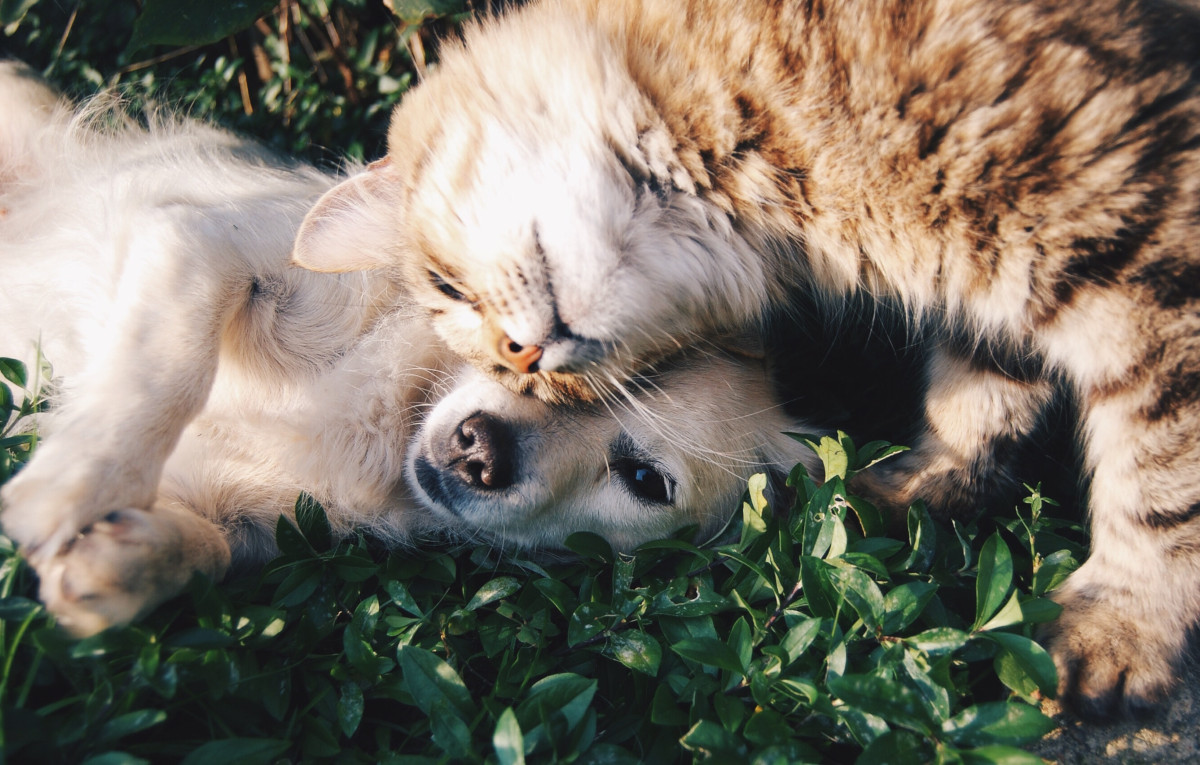 Cane e gatto