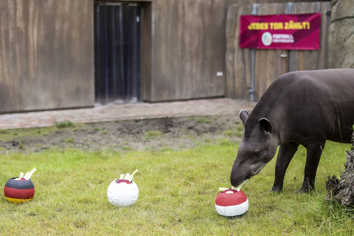 Germania Ungheria Tapiro Theo