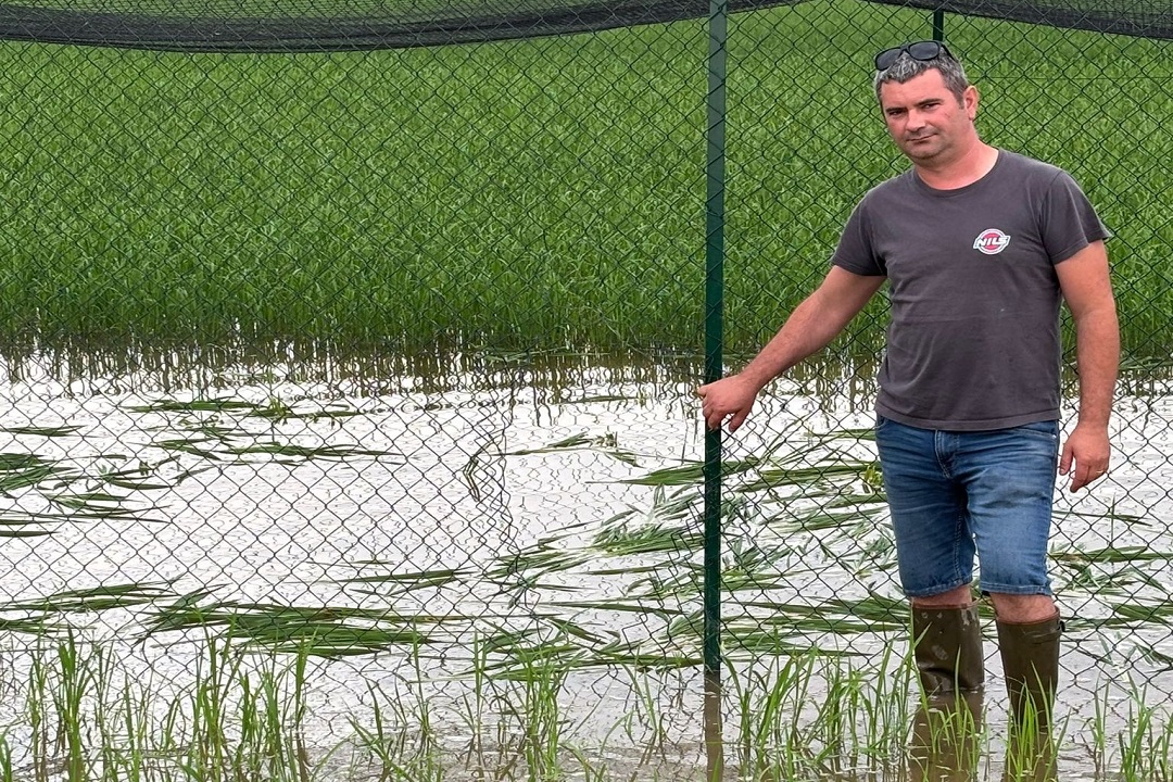 Il campo sperimentale dell’azienda Cascina Erbatici di Mezzana Bigli (Pv) distrutto nella notte il 20 e il 21 giugno scorsi